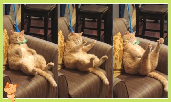 Ленивое утро