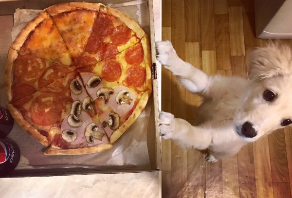 Мемы с пиццей и котом