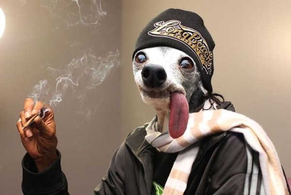 Собака снуп дог