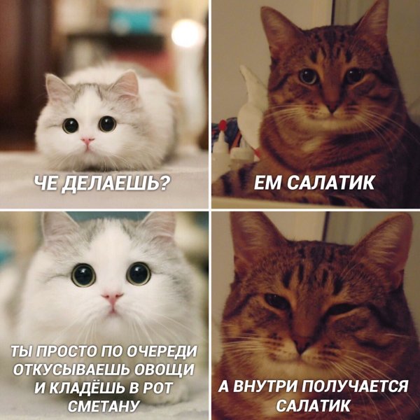 Мемы с котиками