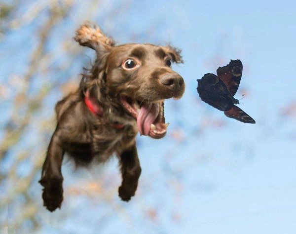 Прыгающая собака