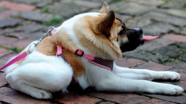 Собака с коротким позвоночником