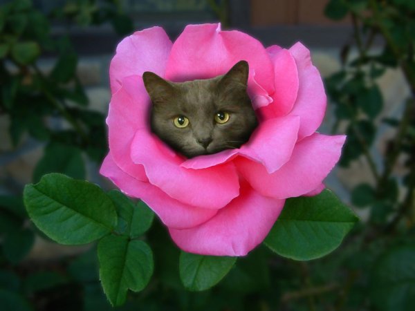 Красивое Приветствие с цветами