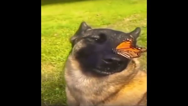 Улыбающаяся собака с бабочкой на носу