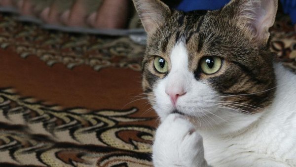 Задумчивый котик