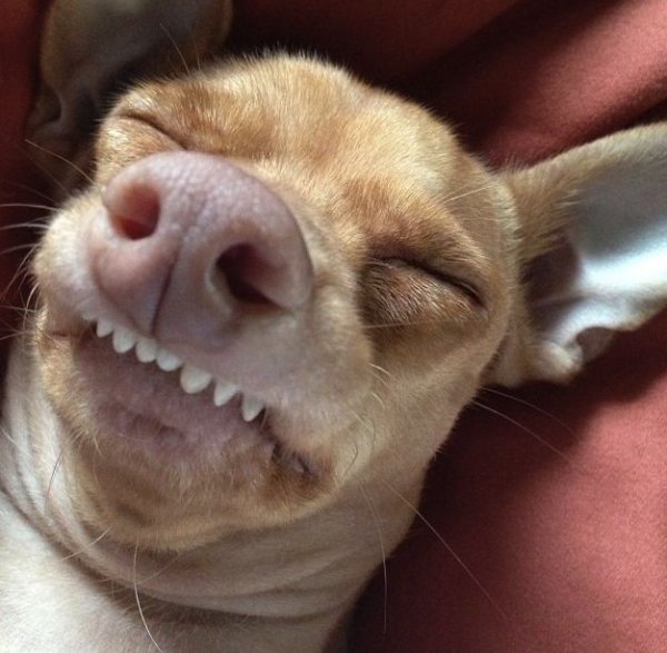 Собака с языком