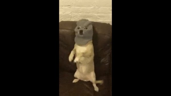 Собака в Балаклаве