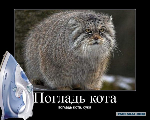 Погладь кота погладь кота сука