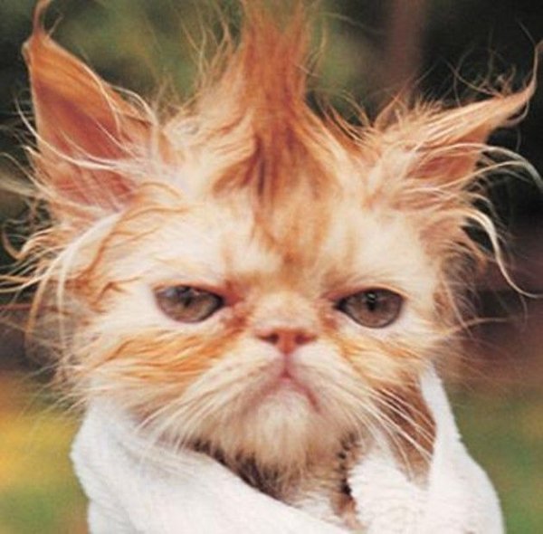 Рыжий лохматый кот