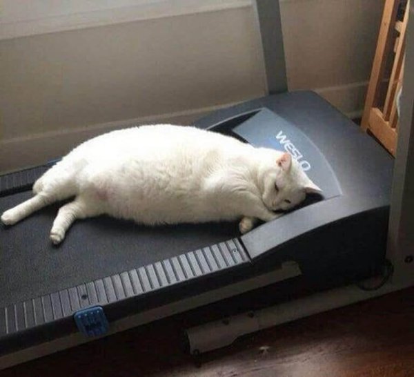 Коты на беговой дорожке
