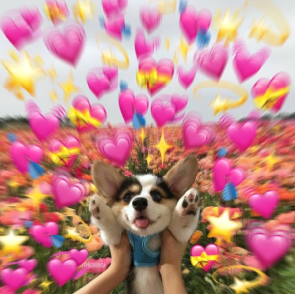 Милые собачки с сердечками