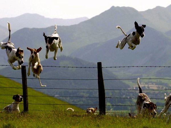 Животные перепрыгивают препятствия