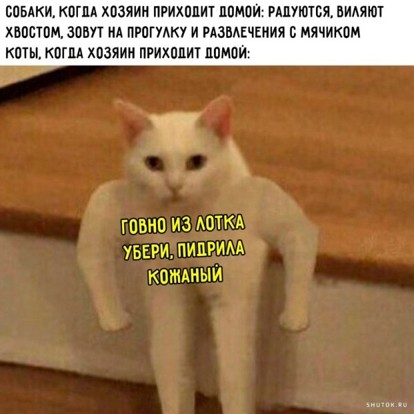 Мем белый кот с руками