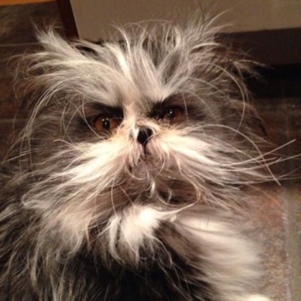 Растрепанный кот