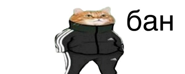 Кот в адидасе Мем