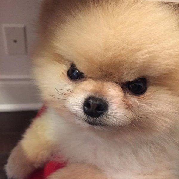 Померанский шпиц Мем