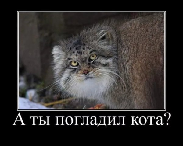 Погладь кота демотиватор