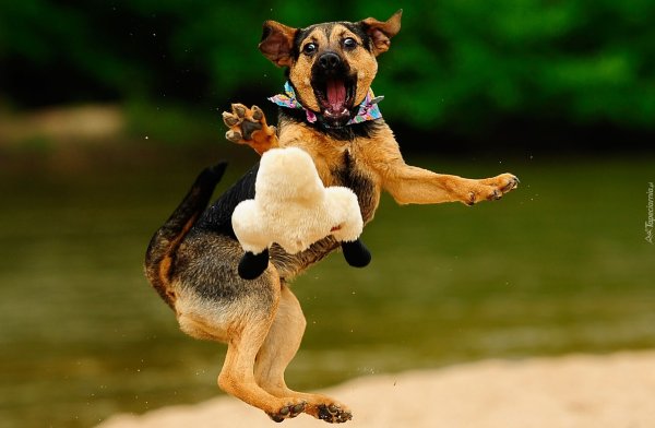 Забавные собаки