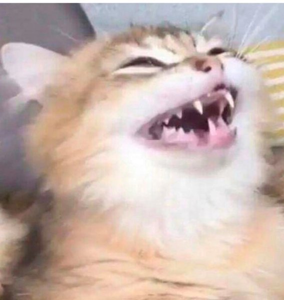Кот смеется