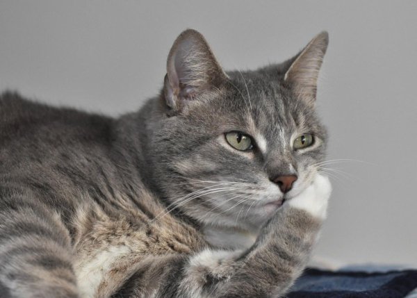 Кот задумчивый