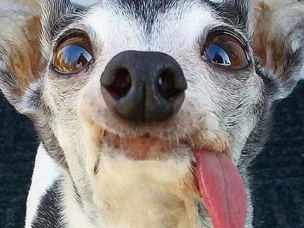 Беззубая Левретка