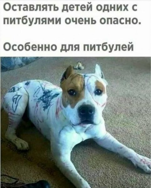 Смешные стаффорды