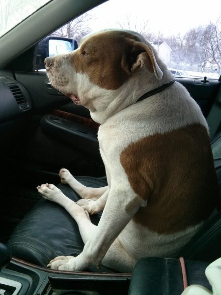 Животные в автомобиле