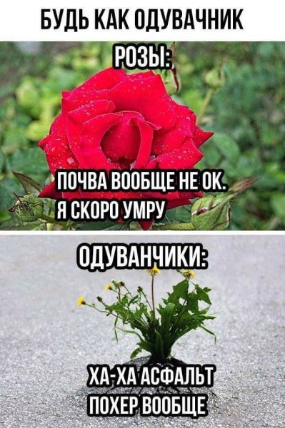 Шутки про розы
