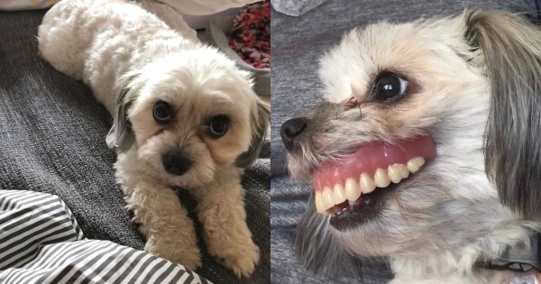 Собака с человеческими зубами