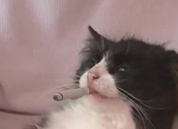 Котик с сигаретой