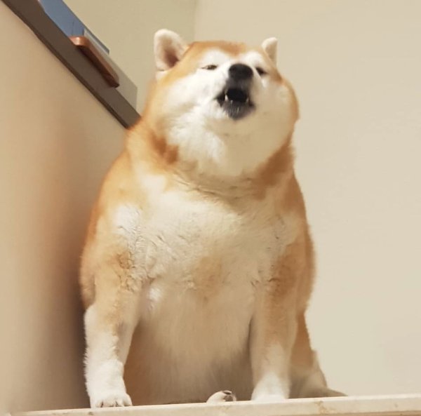 Толстая сиба ину