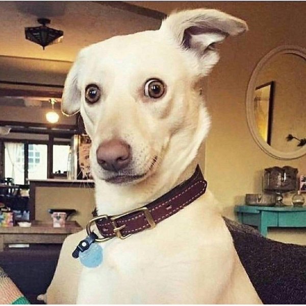 Удивление животные