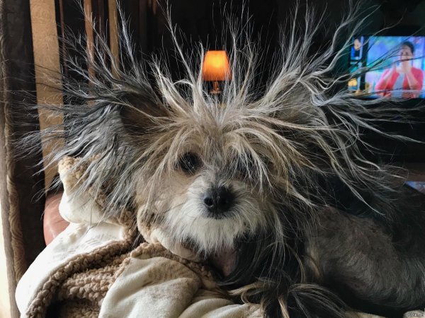 Маленькие собачки