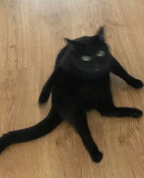 Черная кошка Мем