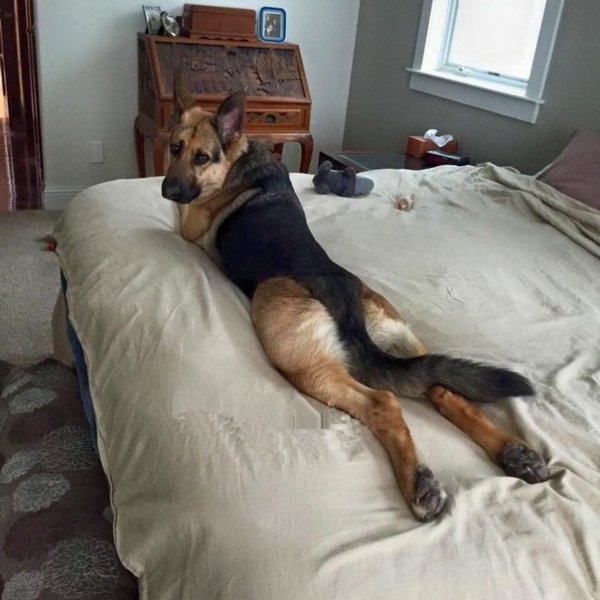 Немецкая овчарка на кровати