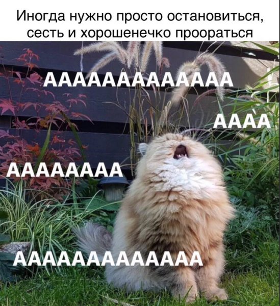 Кот орет ааааа