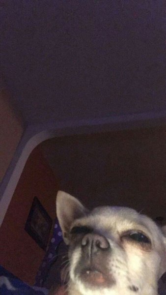 Сонный чихуахуа