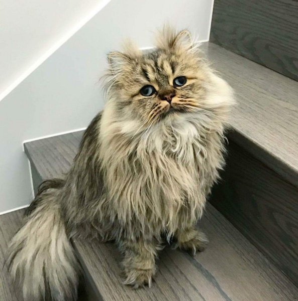 Персидская длинношерстная кошка Джуно