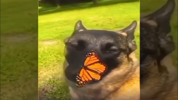 Самака с бабочкой на носу