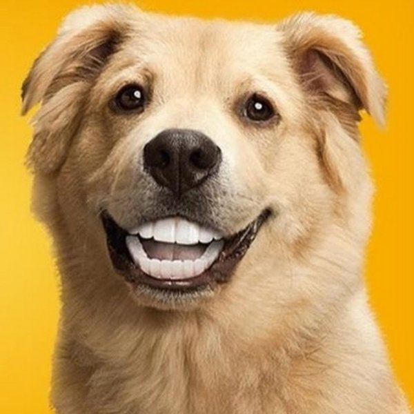 Пес улыбается