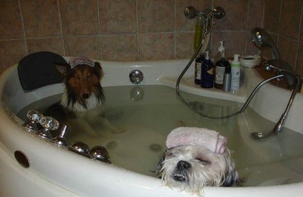 Смешные животные в ванне