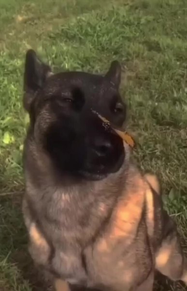 Овчарка с бабочкой