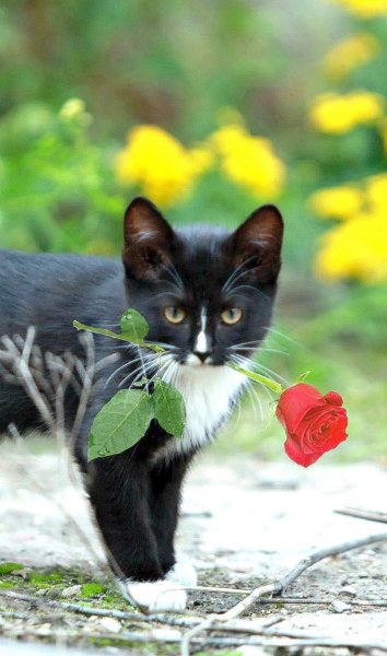 Черные коты