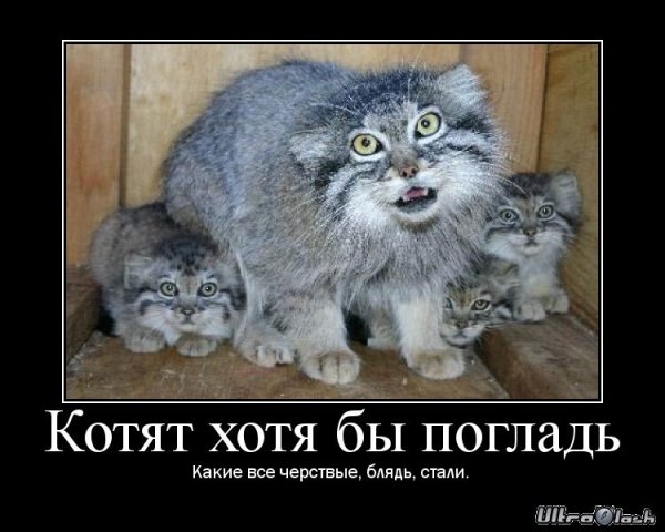 Манул погладь кота