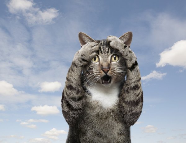 Удивленный кот