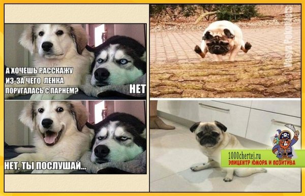Мемы с собаками