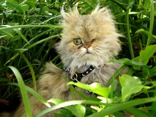 Взъерошенный кот