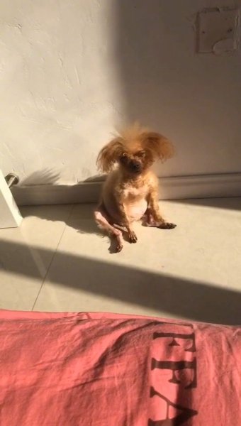 Невыспавшаяся собака