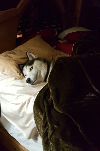 Хаски спит