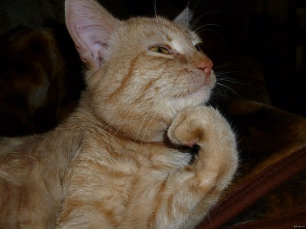 Кот размышляет